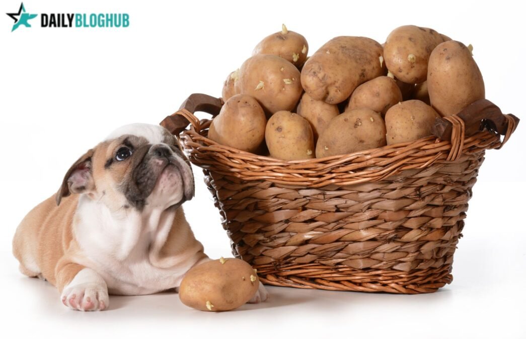 can dogs eat potatoes